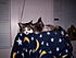 Click image for larger version. 

Name:	53 Tired cats 2.JPG 
Views:	101 
Size:	179.4 KB 
ID:	38166