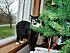 I think Kit wants to eat the tree!