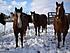 Razz, Jack and Gus on a snowy day