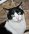 Click image for larger version. 

Name:	Karen's Cats 133-cropped.jpg 
Views:	56 
Size:	92.1 KB 
ID:	38310
