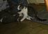 Click image for larger version. 

Name:	2 kittens playing (3).JPG 
Views:	45 
Size:	272.2 KB 
ID:	36877