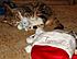 Tiger Lily LOVED Christmas, her first one with us, maybe her first real Christmas ever.