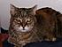 Our RB kitty; born 1988, she adopted us from MN Humane Center in 1992, went to RB 06/24/06.  Suffered from Chronic Renal Failure.