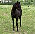 Haliah Gorgeous solid black filly that we sold!