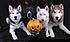 Click image for larger version. 

Name:	halloween.jpg 
Views:	70 
Size:	634.1 KB 
ID:	55328