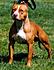 Click image for larger version. 

Name:	APBT.jpg 
Views:	44 
Size:	9.9 KB 
ID:	46754