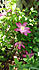Click image for larger version. 

Name:	clematis.jpg 
Views:	83 
Size:	134.0 KB 
ID:	60621
