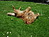 Click image for larger version. 

Name:	happy jake on grass.jpg 
Views:	141 
Size:	733.4 KB 
ID:	39242
