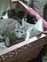 Click image for larger version. 

Name:	dust bunny and whiskers in new home.jpg 
Views:	62 
Size:	82.4 KB 
ID:	54847