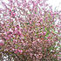Click image for larger version. 

Name:	springtree.jpg 
Views:	90 
Size:	138.4 KB 
ID:	60547