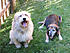 Bob and Ginger in yard.