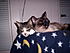 Click image for larger version. 

Name:	52 Tired cats 1.JPG 
Views:	92 
Size:	184.7 KB 
ID:	38167