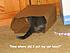 Click image for larger version. 

Name:	Cat in a Bag.JPG 
Views:	111 
Size:	946.3 KB 
ID:	38380