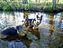 Click image for larger version. 

Name:	Kyah and Kimo @ the Creek.jpg 
Views:	94 
Size:	305.4 KB 
ID:	27969