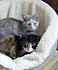 SWEETY and BOOTS 
In house feral and Simi feral