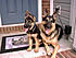 Click image for larger version. 

Name:	Kyah and Kimo (when pup) on front porch.jpg 
Views:	124 
Size:	99.2 KB 
ID:	27968