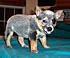 Click image for larger version. 

Name:	australian-cattle-dog-0038.jpg 
Views:	157 
Size:	24.5 KB 
ID:	38643