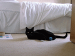 Oscar with catnip ball