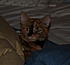 Click image for larger version. 

Name:	Bittie in her nest_2.jpg 
Views:	32 
Size:	185.0 KB 
ID:	52425
