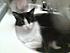 Click image for larger version. 

Name:	whiskers in bathroom sink.JPG 
Views:	39 
Size:	176.9 KB 
ID:	47311