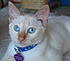 Click image for larger version. 

Name:	Starr&Pearl-8-29-05 036-Starr closeup-cropped.jpg 
Views:	39 
Size:	88.7 KB 
ID:	44363