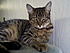This was Lonny's petfinder photo.  He is just the sweetest cat in the world.  He has never biten or scratched me or the dog.  He's the perfect cat! ...