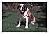 Click image for larger version. 

Name:	399155~Smooth-Coated-Saint-Bernard-Sitting-on-Grass-Posters.jpg 
Views:	154 
Size:	21.5 KB 
ID:	38645