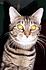 These are pictures of most of my cats...I still have to get pictures of my semi feral. All are rescues except my Bengal cat.~Sharon