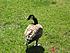 Click image for larger version. 

Name:	C Goose 2.jpg 
Views:	58 
Size:	175.8 KB 
ID:	39352