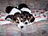 my beagle/basset hound mixes