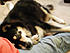 Click image for larger version. 

Name:	Rufus - Laying cute.jpg 
Views:	76 
Size:	260.8 KB 
ID:	46119