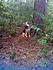 Click image for larger version. 

Name:	Tippy where is that squirrel.jpg 
Views:	62 
Size:	271.0 KB 
ID:	46124