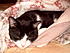 Click image for larger version. 

Name:	Sylvester After A Long Day 004.jpg 
Views:	162 
Size:	71.8 KB 
ID:	32652
