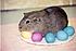 Sammy on the egg plate.  Every Easter we'd do an egg plate up with our colored eggs.  After Piggy came into the house I discovered that the plate is...