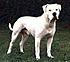 Click image for larger version. 

Name:	american bulldog.jpg 
Views:	193 
Size:	3.3 KB 
ID:	34611