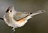 tufted titmouse1