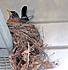 Mama robin on her nest