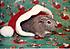 Sammy in a santa hat.  This has to be the most 'poseable' guinea pig ever!