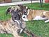 Click image for larger version. 

Name:	tigre and pequena at 3months.jpg 
Views:	113 
Size:	72.4 KB 
ID:	31001