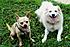 Click image for larger version. 

Name:	More Dog pics July 2008 046 pic (Small).jpg 
Views:	106 
Size:	73.8 KB 
ID:	40226