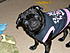 Dixie Dazzle, Pug