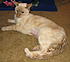 Click image for larger version. 

Name:	Starr's Surgery-3-19-07 001-resized&cropped.jpg 
Views:	70 
Size:	83.5 KB 
ID:	34793