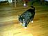 Click image for larger version. 

Name:	catnip toy 1.jpg 
Views:	91 
Size:	14.7 KB 
ID:	25905