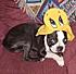 Click image for larger version. 

Name:	bo with tweety hat.jpg 
Views:	127 
Size:	77.9 KB 
ID:	37019
