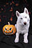 Click image for larger version. 

Name:	halloween3.jpg 
Views:	68 
Size:	664.6 KB 
ID:	55330