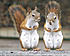 Click image for larger version. 

Name:	SQUIRREL_TWO.jpg 
Views:	111 
Size:	206.1 KB 
ID:	44030