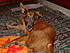 Click image for larger version. 

Name:	Doggies 2009 Hobo Joey Delilah 073.jpg 
Views:	146 
Size:	1.63 MB 
ID:	44031