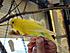 My brother holding up a very bright little parakeet.