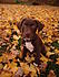 Crockett Dog in the Leaves