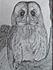 Tawny Owl